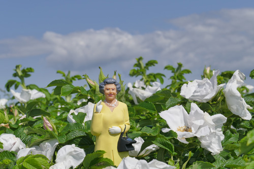 Solar Queen by Kikkerland im Rosengarten